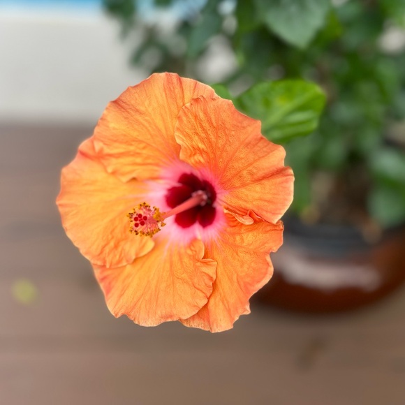 Meet your Posher, Posh - Picture 1 of 1